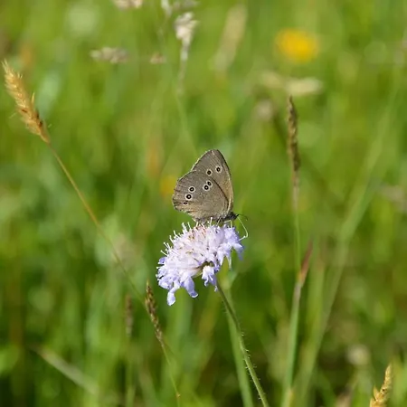 Appartement Wild Maierhöfen
